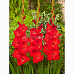 Гладиолус Шинон 1 шт.