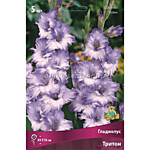 Гладиолус Тритон 1 шт.