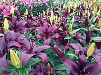 Лилия азиатская Маскара (1 шт.)