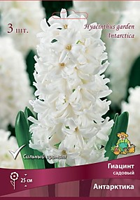 Гиацинт Антарктика 