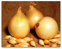 Лук-севок Стурон средний  Россия 1 кг.