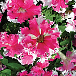 Петуния фимбр.Красная шапочка 20 шт. (ДС)