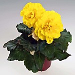 Бегония Нон-стоп Йеллоу 1шт