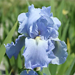 Ирис бородатый Бэббелинг Брук  (ОКС)
