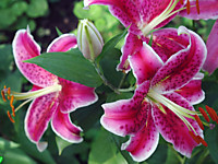 Лилия восточная Барбадос 1 шт.