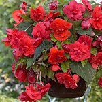 Бегония Каскад Одороса Ред Сансет (1 клубень)