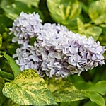 Сирень обыкновенная Аукубефолия (Р9)