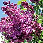 Сирень обыкновенная Богдан Хмельницкий (Р9)