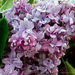 Сирень обыкновенная Крылья Надежды (Р9-14)