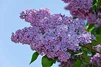 Сирень обыкновенная Мечта (Р9)