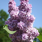 Сирень обыкновенная Валентина Гризодубова (Р9-12)