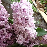 Сирень обыкновенная Вечерний звон (Р9)