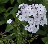 Флокс метельчатый Блу Айс (ОКС)