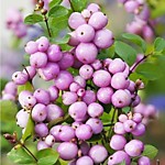 Снежноягодник Доренбоза Мазер оф Перл (1,5 л)