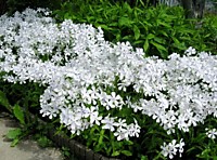 Флокс растопыренный Уайт перфюм (ОКС)