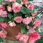 Бегония Каскад Флоренс (1 клубень)