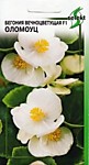 Бегония вечноцветущая F1 Оломоуц (ДС)