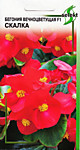 Бегония вечноцветущая F1 Скалка (ДС)