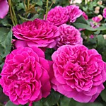 Роза английская парковая Джеймс Л. Остин (Р9-14)