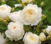 Роза английская парковая Клэр Остин (Р9-14)