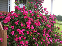 Роза канадская плетистая Джон Кэбот (Р9-14)