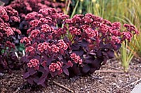 Седум гибридный Пёпл Эмпэрэ (корень)