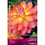 Георгин Файрпот 1 клубень