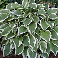 Хоста Антиох (ОКС)