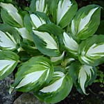 Хоста Унивитата (ОКС)