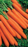 Морковь на ленте Красная Звезда F1 (УД) 