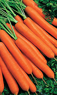 Морковь на ленте Красная Звезда F1 (УД) 
