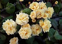 Примула Гернси Крим (ОКС)