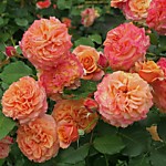 Роза Кордес парковая Ла Вилла Котта (Р9-14)