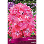 Флокс метельчатый Лиззи (ОКС)