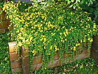 Вербейник монетчатый (ОКС)