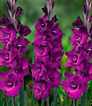 Гладиолус крупноцветковый Астарта 1 шт