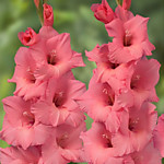 Гладиолус крупноцветковый Фортароза 1 шт. 