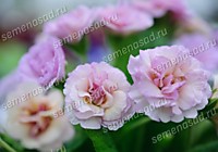 Примула Камайе (ОКС)