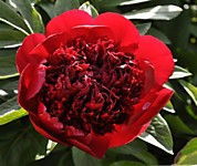 Пион гибридный Ред Чарм (корень)