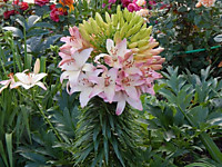 Лилия азиатская Марлен (1 шт.)