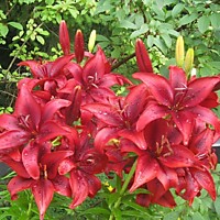 Лилия азиатская Ред Хайленд (1шт.)