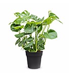 Бегония Бутон де роуз (1 клубень)