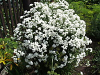 Тысячелистник птармика Ноблесса (корень)