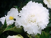 Бегония бахромчатая  Вайт (1 клубень)