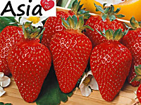 Клубника Азия (Д5)