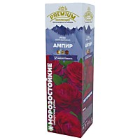 Роза Ампир шраб (в тубе)