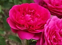 Роза Джеймс Парк (в тубе)