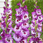 Гладиолус Элвив 1 шт. .