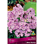 Флокс метельчатый Мисс Келли (ОКС)