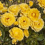 Роза флорибунда Golden Weding (Золотая свадьба) 5 л